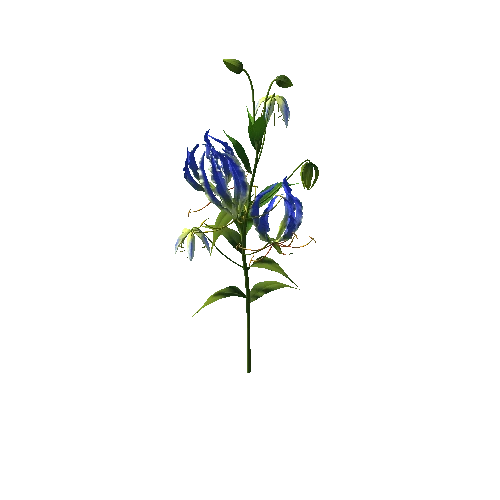 Flower Gloriosa1